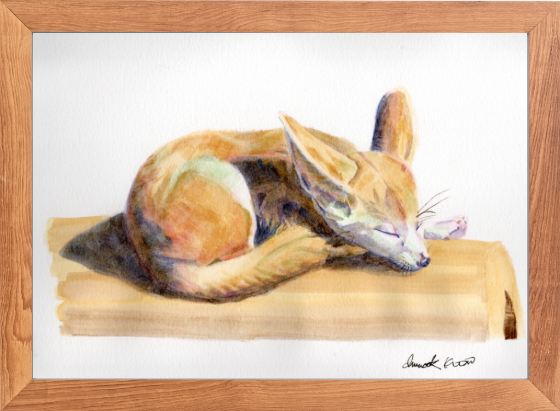 Siesta, featured watercolour fennec fox